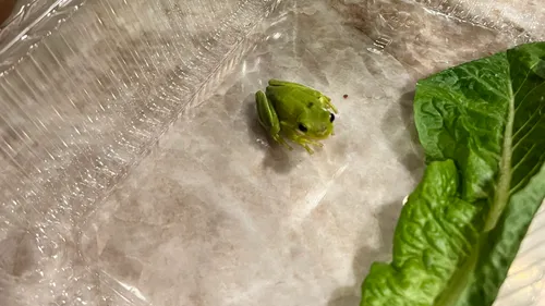 Il découvre une grenouille dans sa salade et l’adopte (Vidéo)